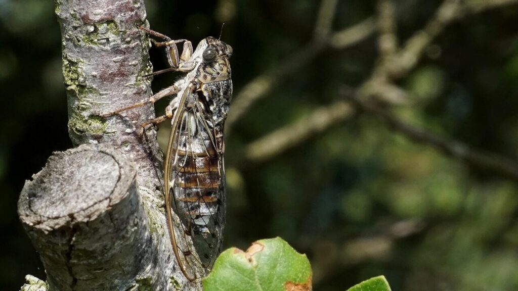 cicala-pixabay-2.jpg