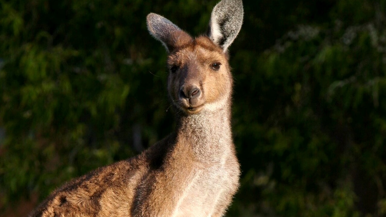 L&rsquo;homme tué chez lui par son kangourou « domestique »