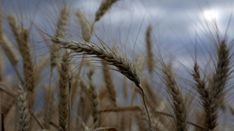 grano-ansa-3.jpg