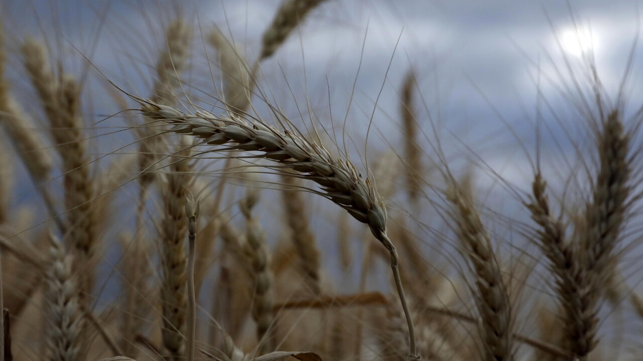 Ce que prévoit l&rsquo;accord ukrainien sur le blé