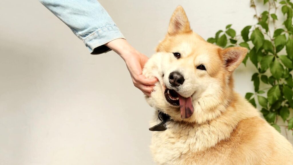 linguaggio-cani-3.jpg