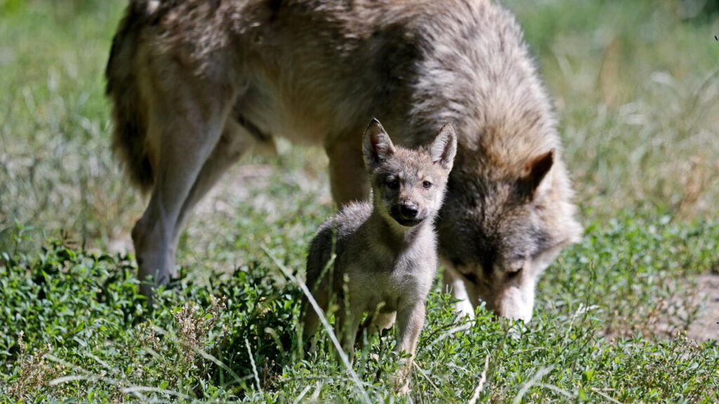 lupo-4.jpg