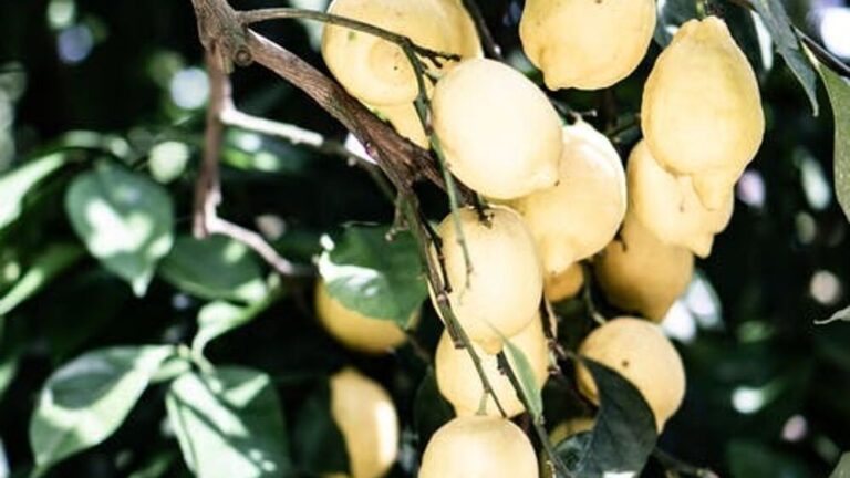 1669795292_limoni-3.jpeg