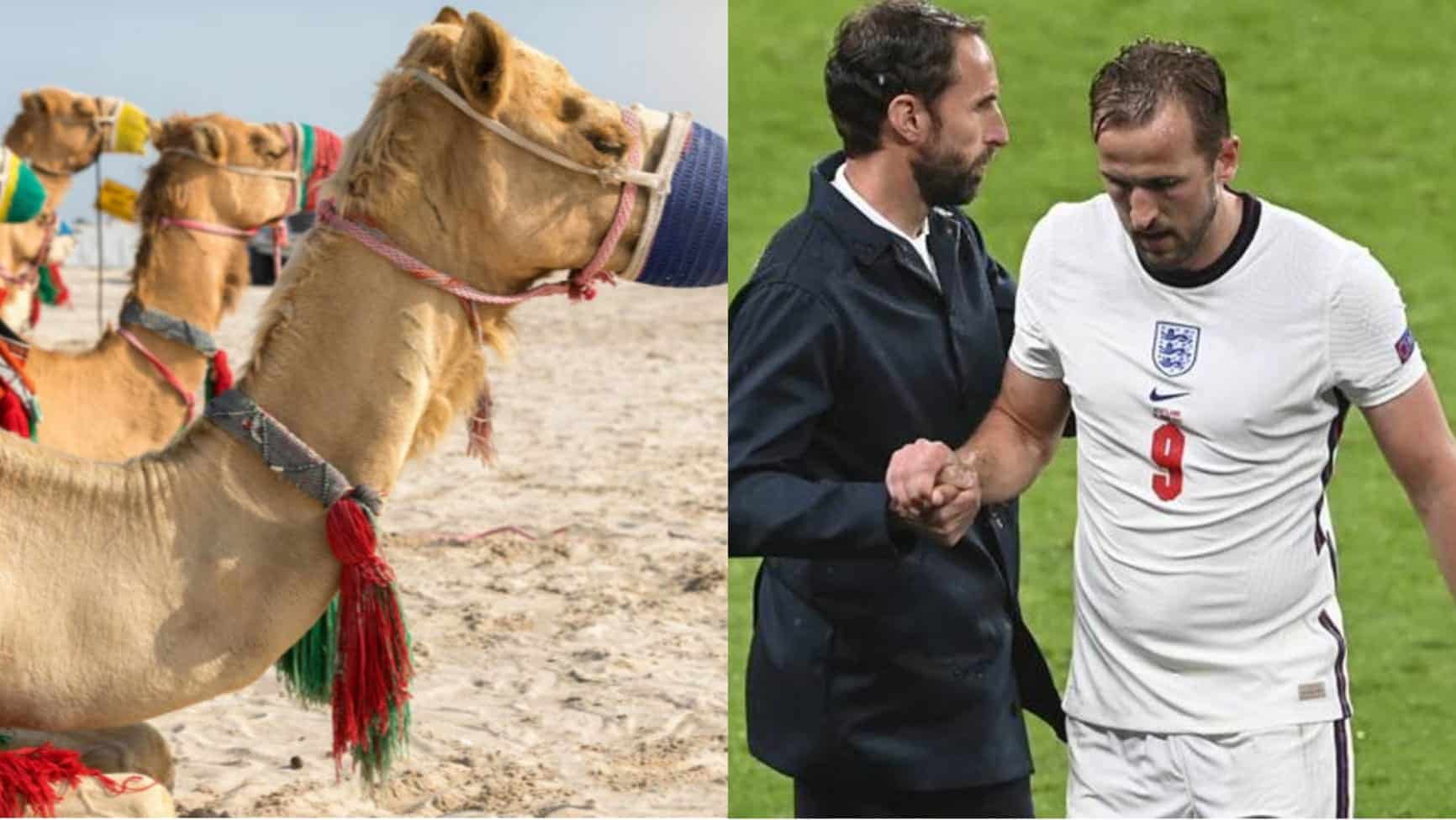 Depuis le Qatar, l&rsquo;Angleterre de Southgate met la main en avant : les chameaux ne laissent pas les joueurs se reposer