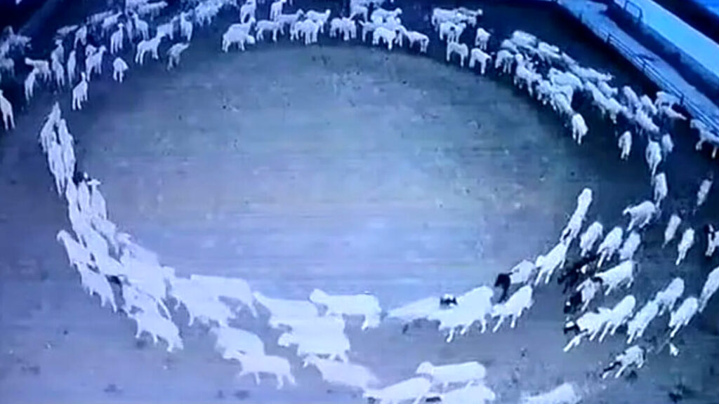 pecore-cina-video-twitter.jpg