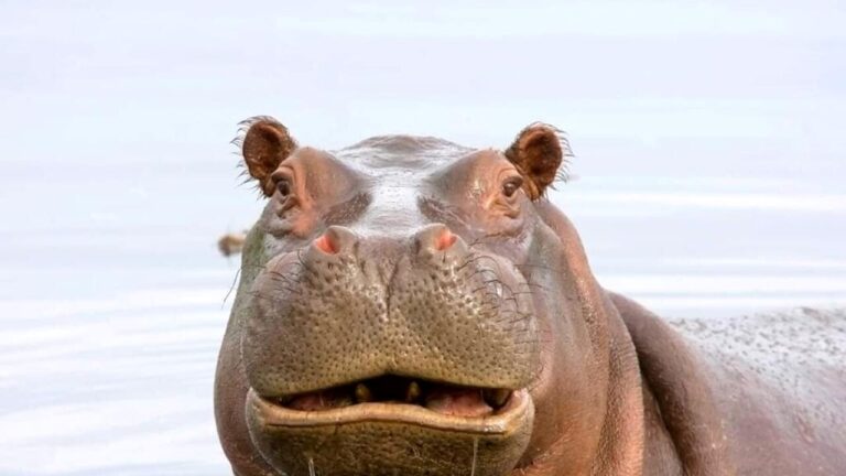 ippopotamo-repertorio-polizia-uganda.jpg