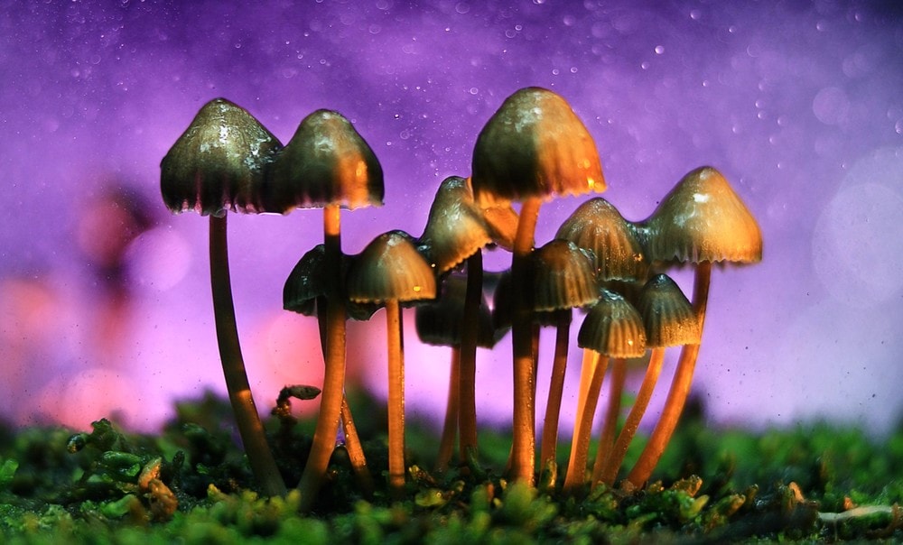 champignon magique